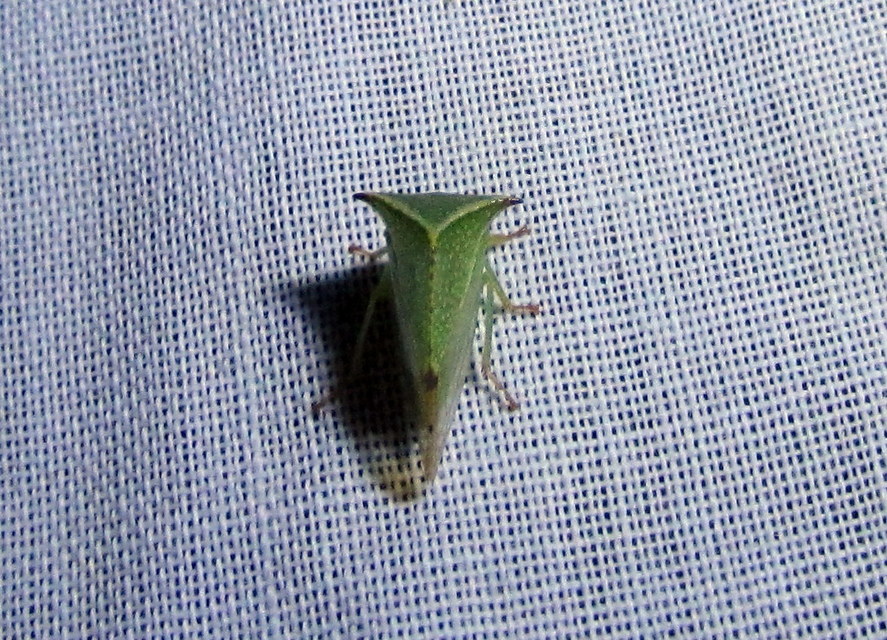 Stictocephala bisonia - bivalykabóca