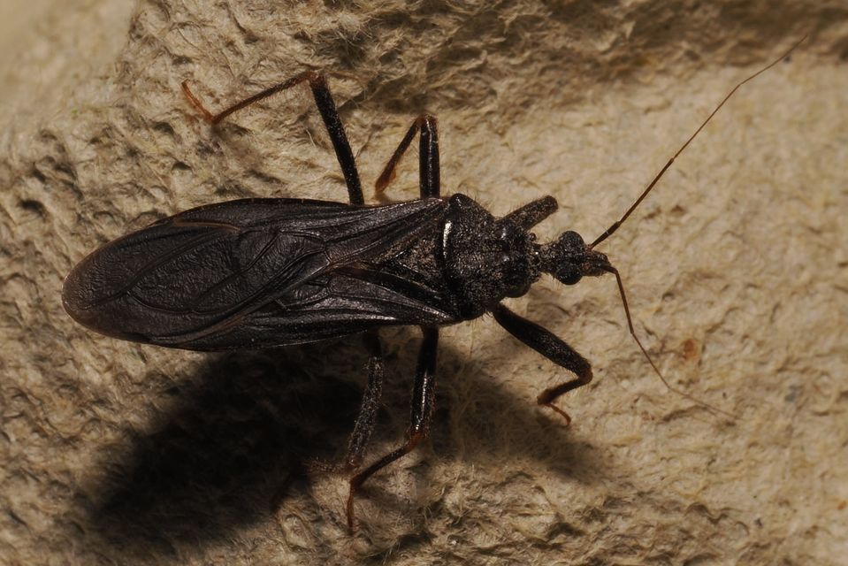 Reduvius personatus - szemetes zugpoloska