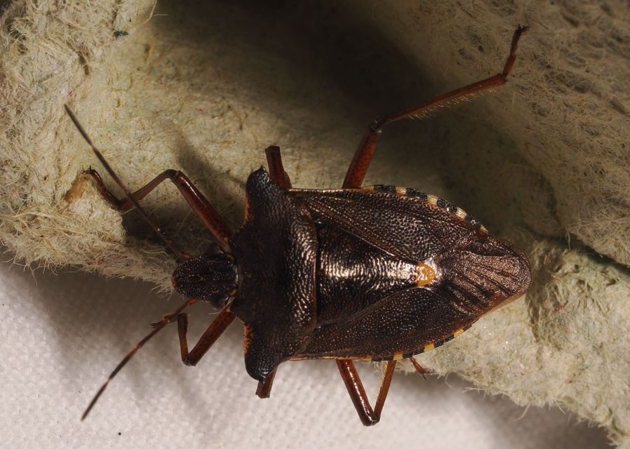 Pentatoma rufipes - vöröslábú címerespoloska Pentatoma rufipes - vöröslábú címerespoloska