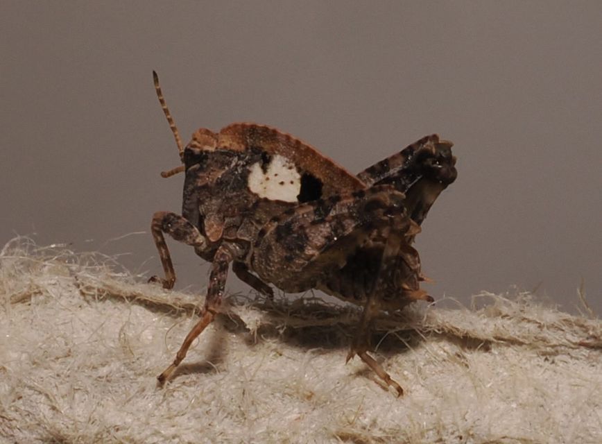 Tetrix bipunctata - kétpettyes tövishátúsáska