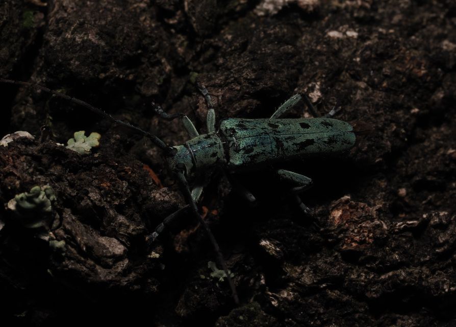 Saperda octopunctata - nyolcpontos cincér