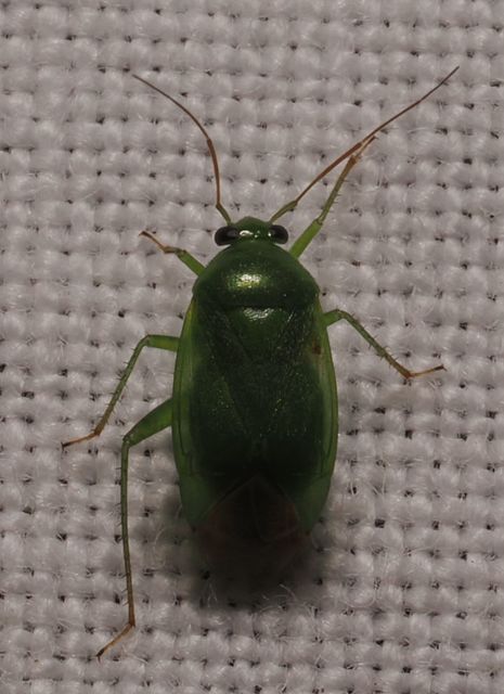 Miridae - mezeipoloskák