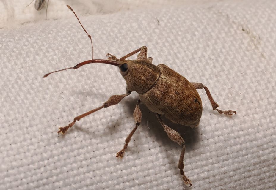 Curculio elephas - gesztenyezsuzsóka