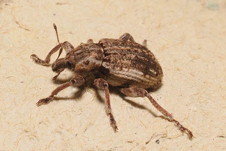 Brachypera zoilus - lucerna-gubósormányos