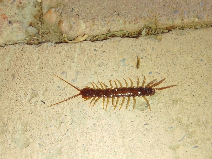 Chilopoda - Százlábúak