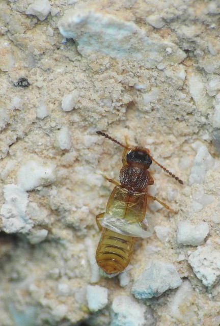 Anotylus rugosus - rovátkáshátú korhóholyva Anotylus rugosus - rovátkáshátú korhóholyva