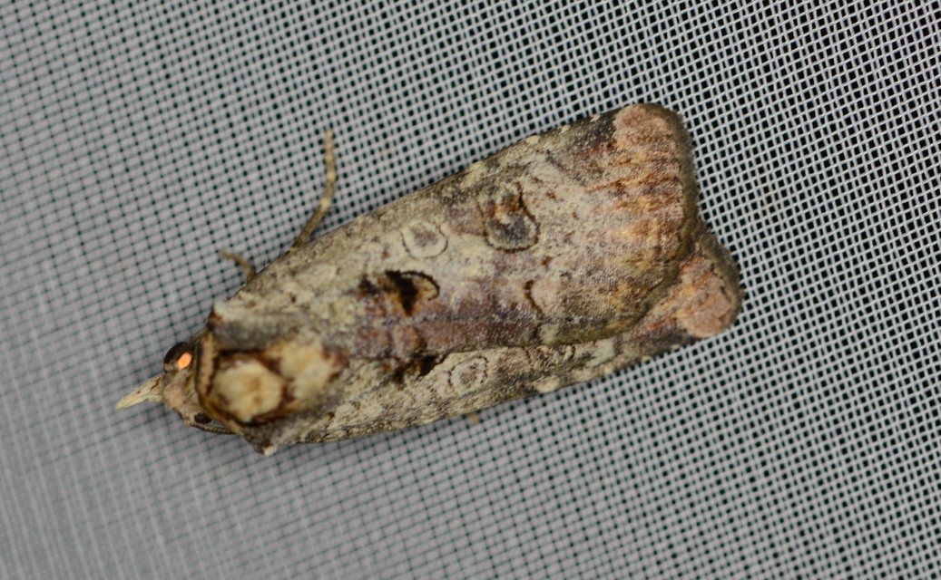 Epilecta linogrisea - karcsú sárgafűbagoly