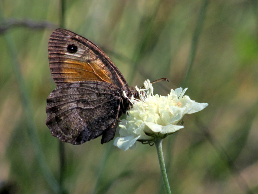 Arethusana arethusa - közönséges szemeslepke