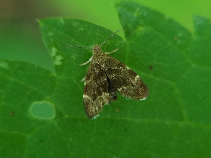 Anthophila fabriciana - lápréti levélmoly