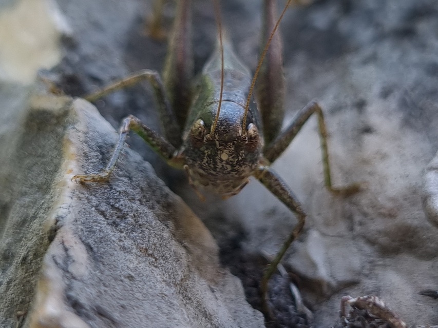 Decticus verrucivorus - szemölcsevő szöcske
