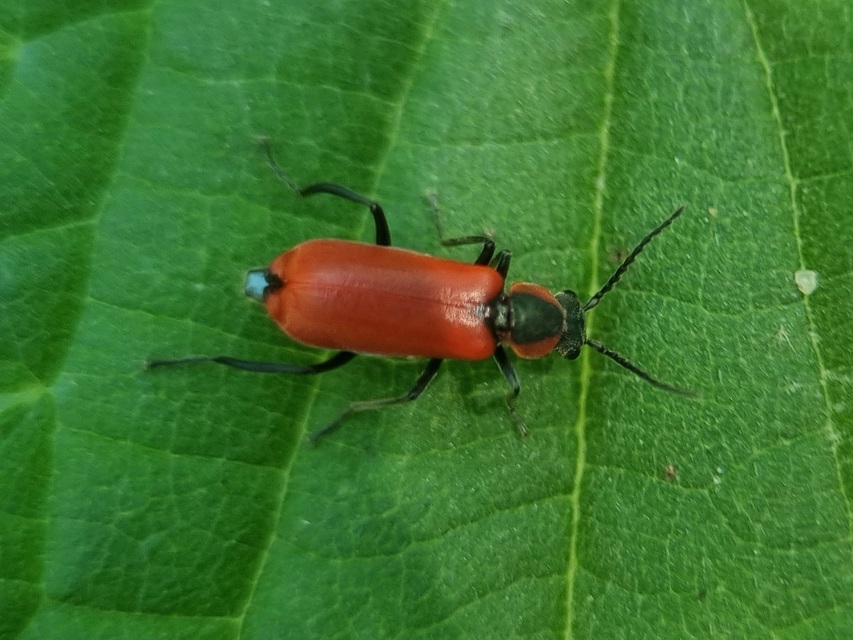Anthocomus rufus - őszi bibircsesbogár