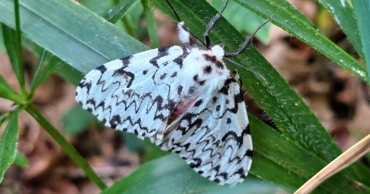 Lymantria monacha - apácalepke