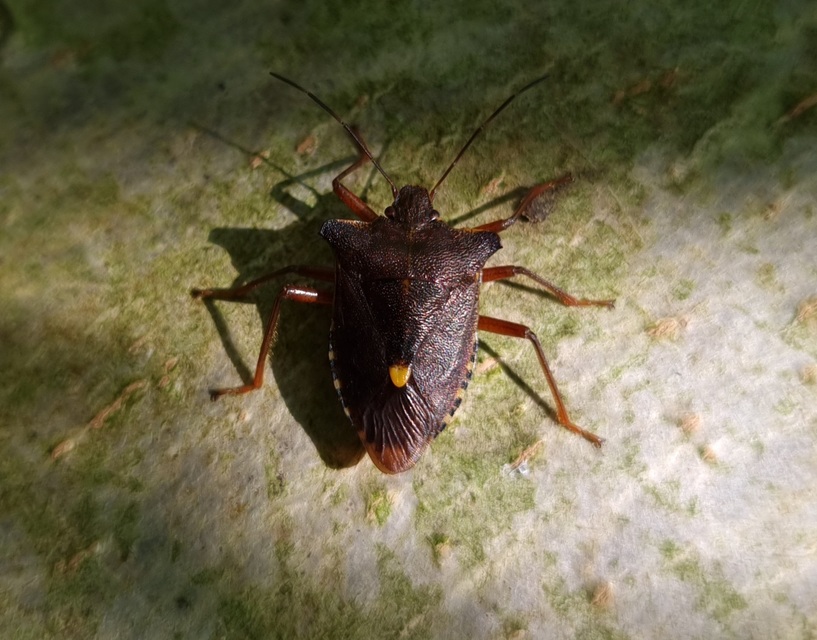 Pentatoma rufipes - vöröslábú címerespoloska Pentatoma rufipes - vöröslábú címerespoloska