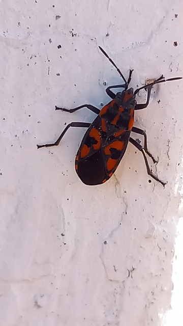 Spilostethus saxatilis - virágbodobács
