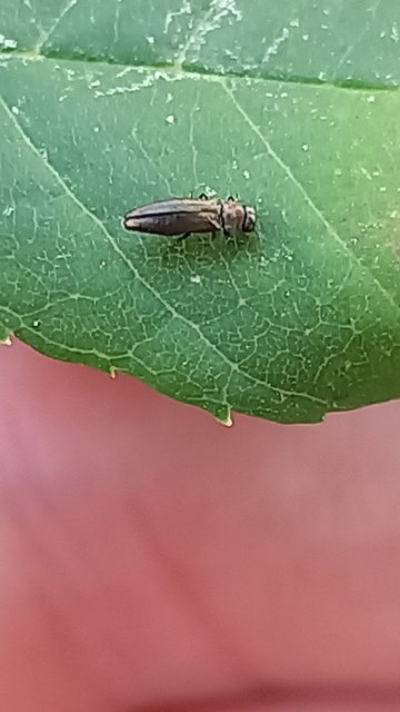 Agrilus convexicollis - kőris-karcsúdíszbogár