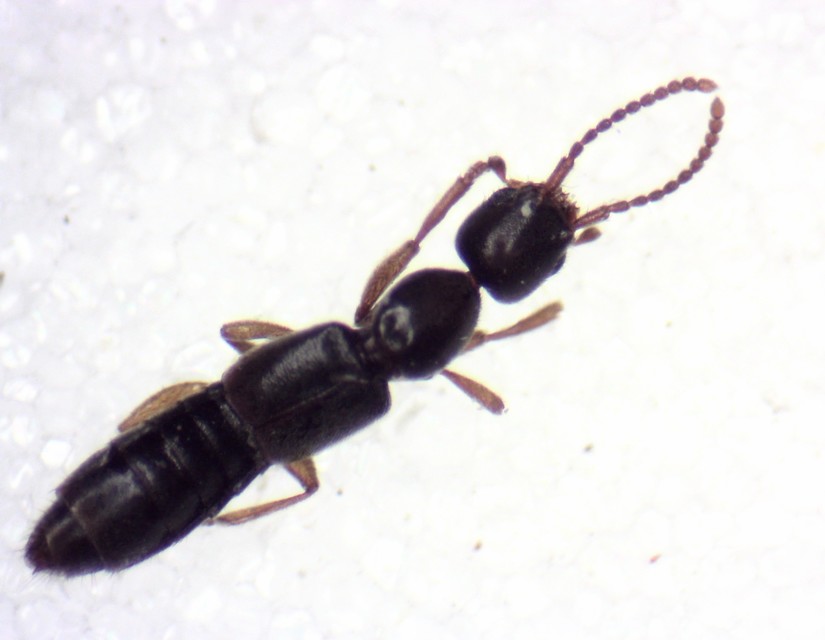 Scopaeus laevigatus - közönséges turzásholyva
