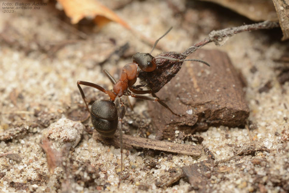 Formica rufa - erdei vöröshangya