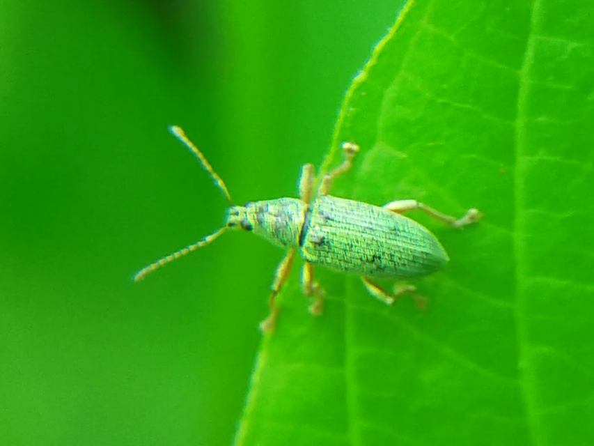 Polydrusus formosus - selymes lombormányos