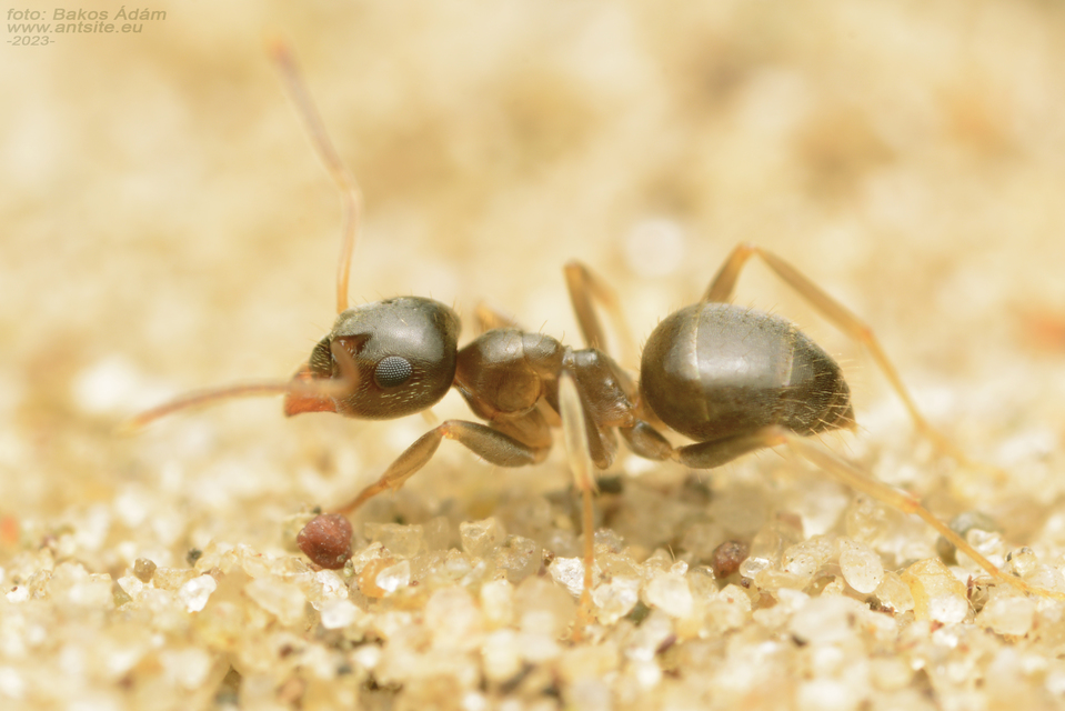 Lasius alienus - kövi feketehangya