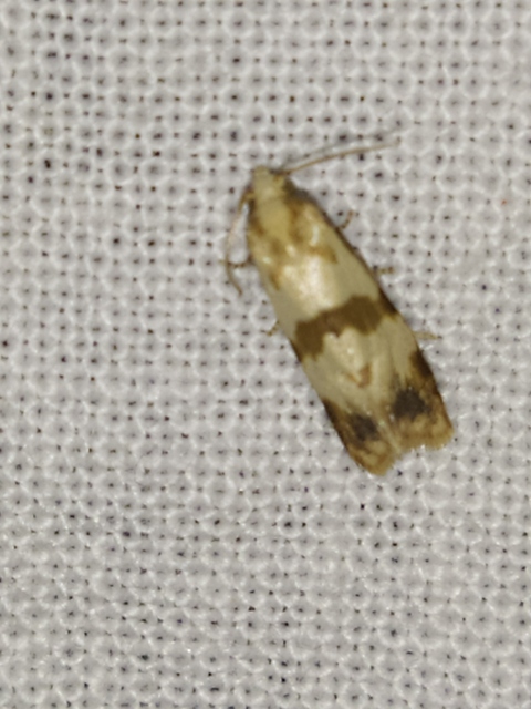 Phalonidia contractana - pipitér-fúrómoly