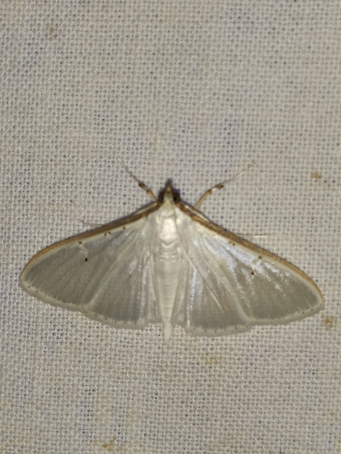Palpita vitrealis - hófehér tűzmoly