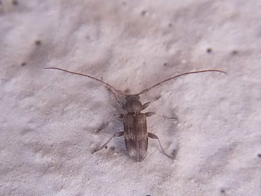 Exocentrus lusitanus - hársfa-rőzsecincér