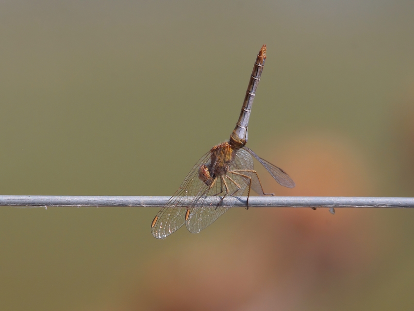 Sympetrum meridionale - fakó katona-szitakötő