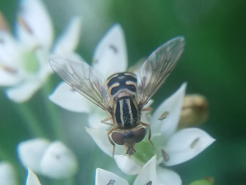Anasimyia lineata - kúparcú iszaplégy
