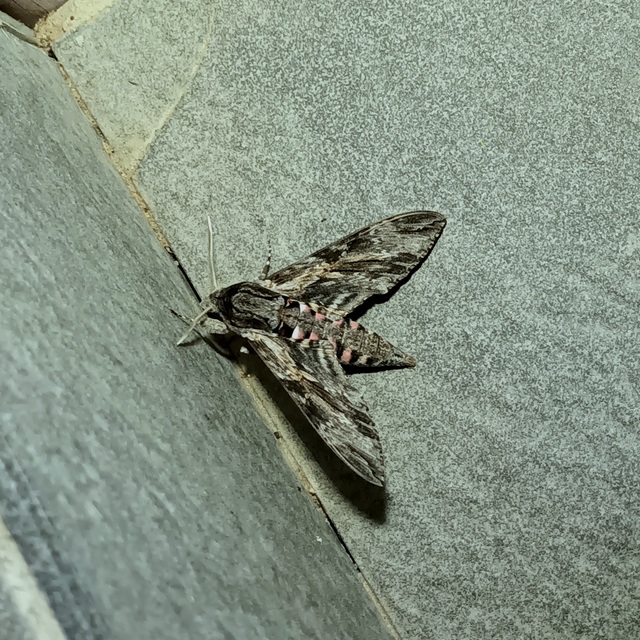 Agrius convolvuli - szulákszender
