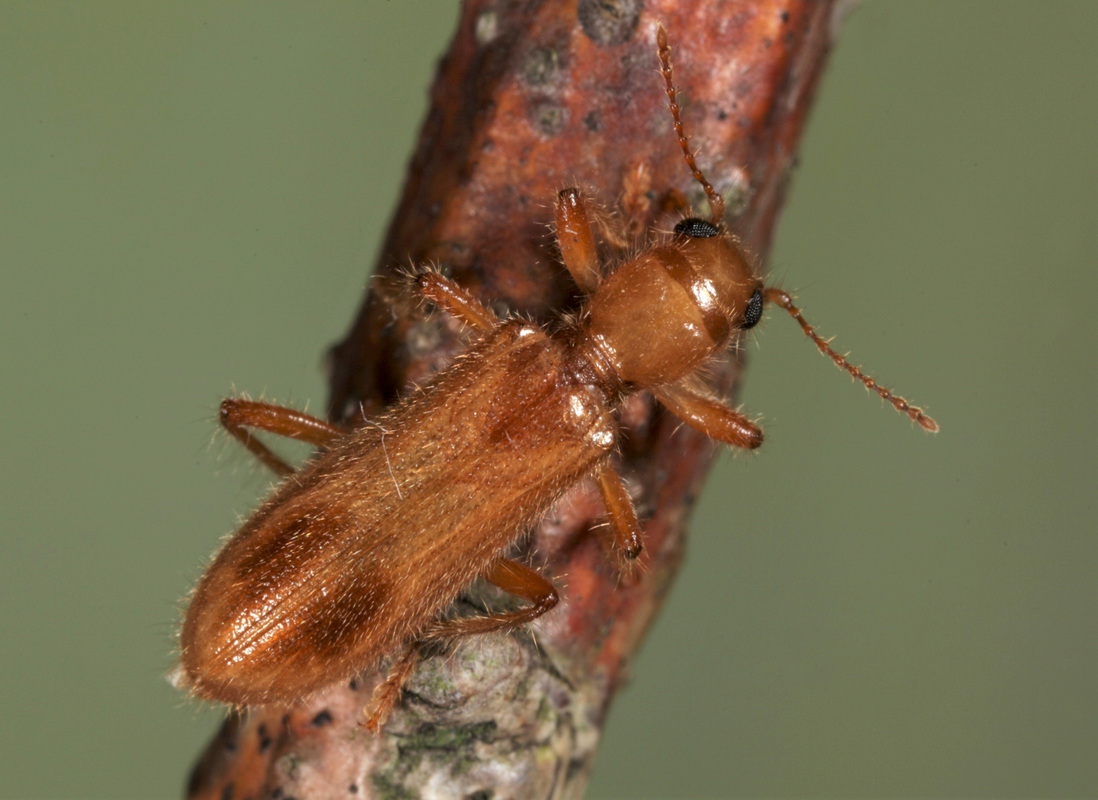 Opilo pallidus - sárga szúfarkas
