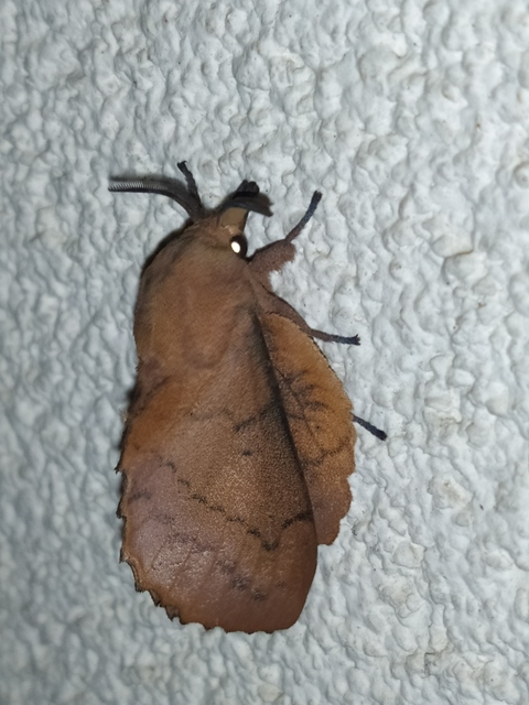 Gastropacha quercifolia - tölgylevélpohók