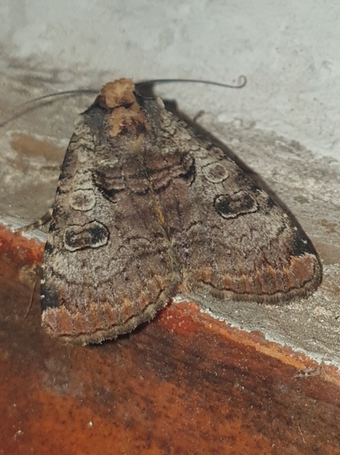Epilecta linogrisea - karcsú sárgafűbagoly