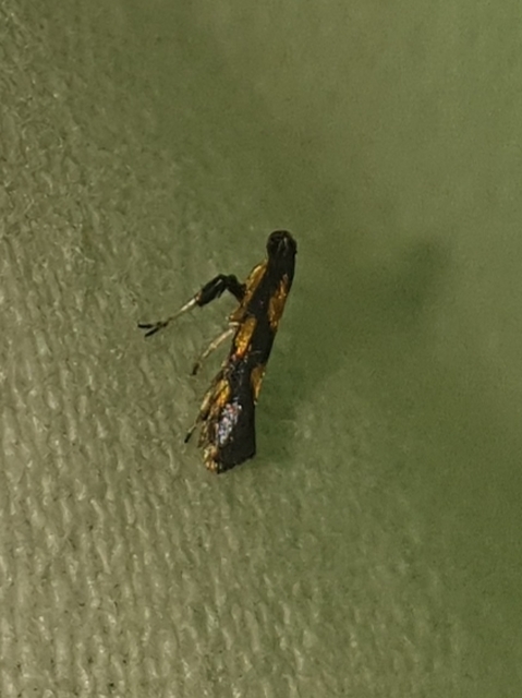 Euspilapteryx auroguttella - orbáncfű-keskenymoly
