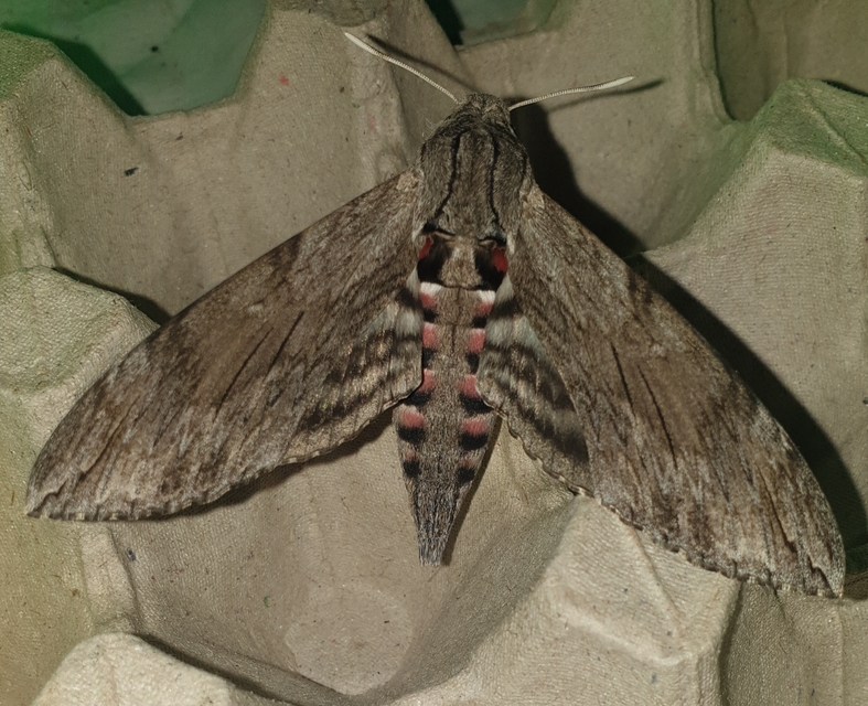 Agrius convolvuli - szulákszender