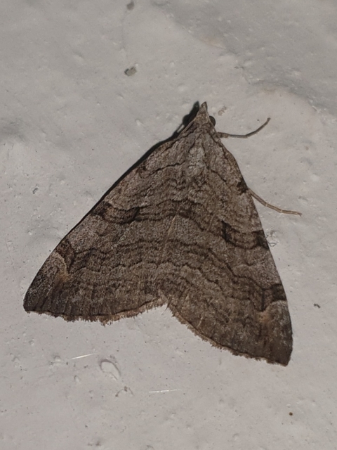 Aplocera efformata/plagiata