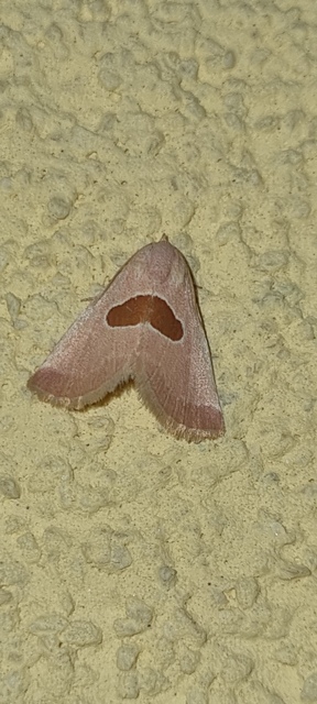 Calymma communimacula - pajzstetűfaló bagoly