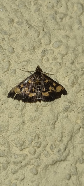 Pyrausta aurata - aranyló bíbormoly