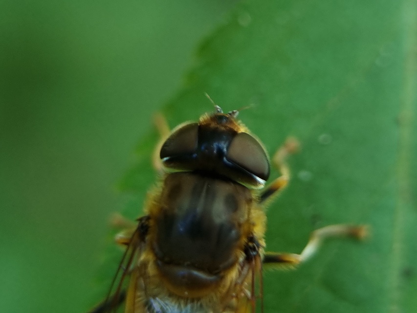 Eristalis pertinax - sárgalábfejű herelégy