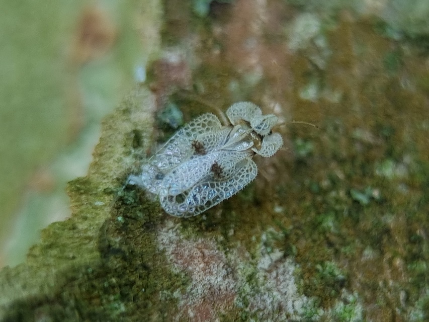 Corythucha ciliata - platán-csipkéspoloska