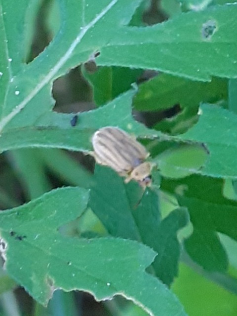 Ophraella communa - parlagfű-olajosbogár