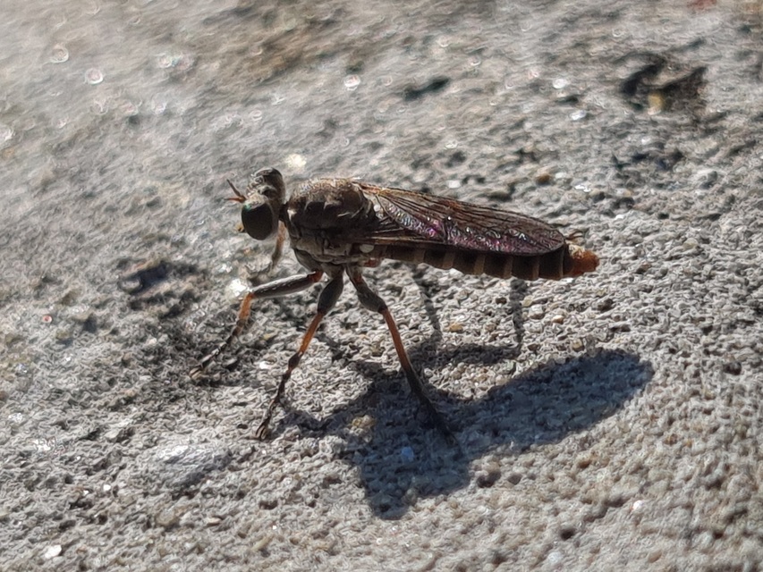Stichopogon scaliger