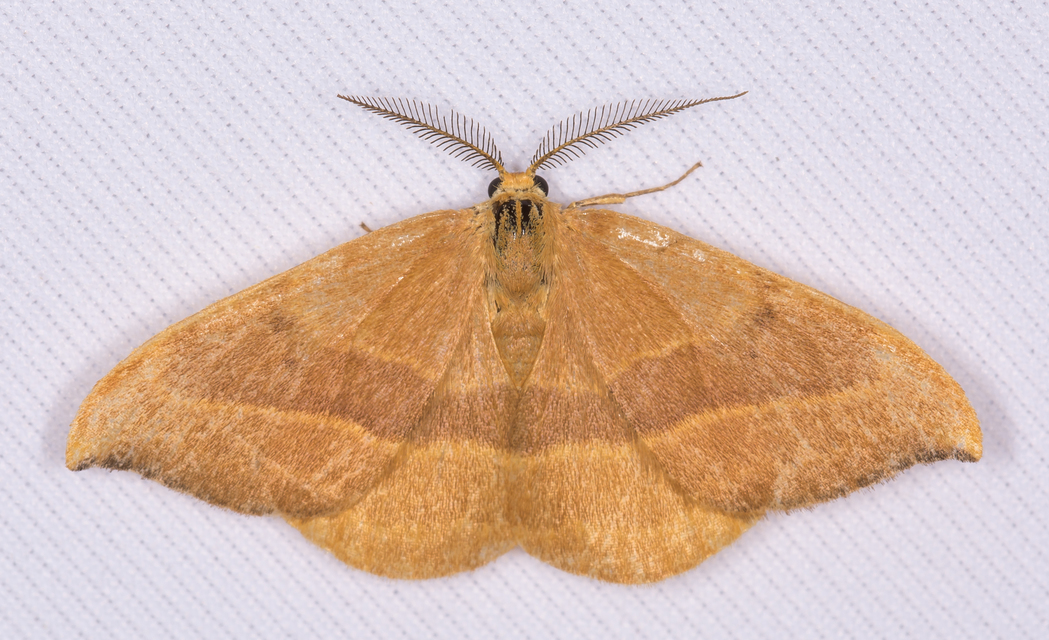 Watsonalla cultraria - bükkfa-sarlósszövő