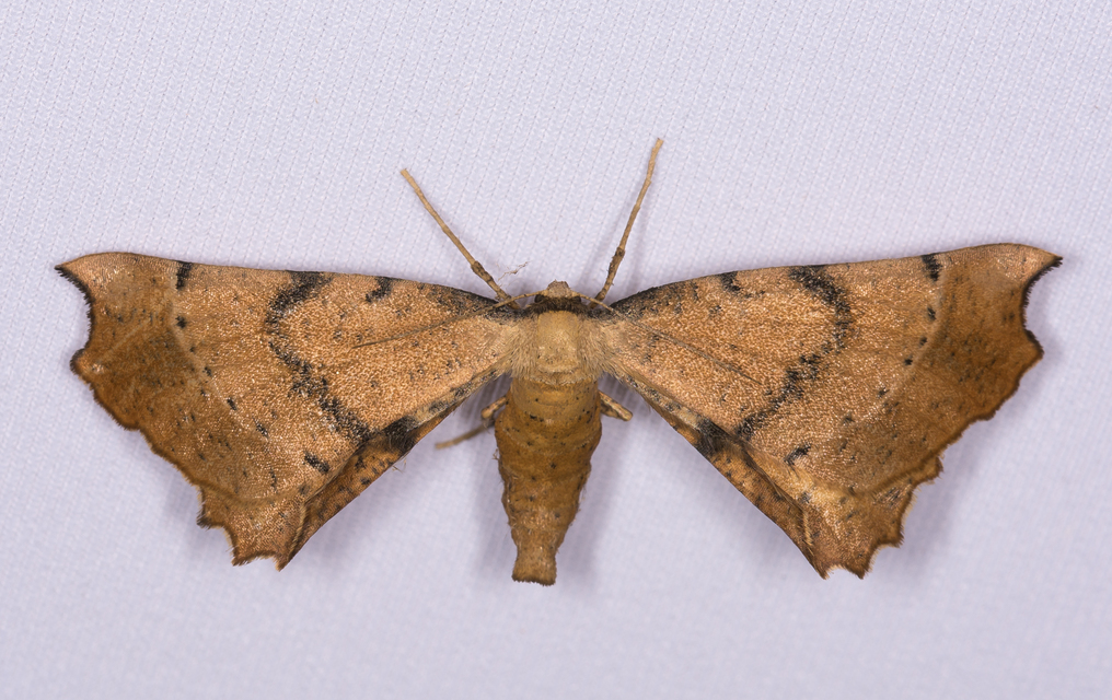 Artiora evonymaria - kecskerágó-araszoló