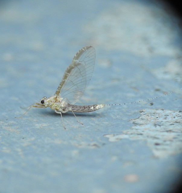 Cloeon dipterum - elevenszülő kérész