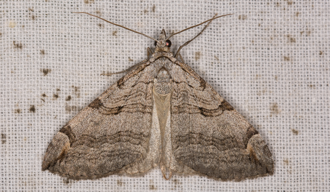 Aplocera efformata/plagiata