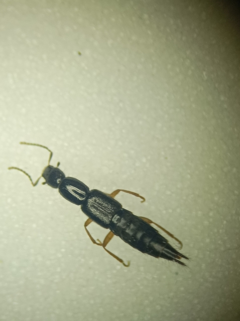 Ochthephilum fracticorne - közönséges posványholyva