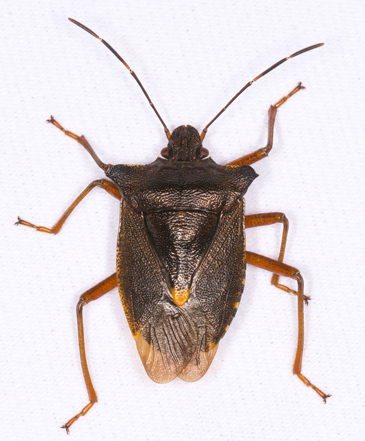 Pentatoma rufipes - vöröslábú címerespoloska Pentatoma rufipes - vöröslábú címerespoloska