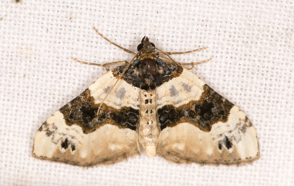 Cosmorhoe ocellata - szemes galajaraszoló