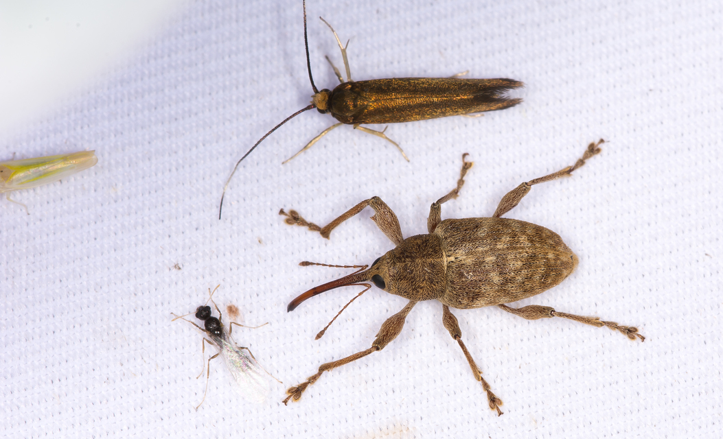 Curculio elephas - gesztenyezsuzsóka