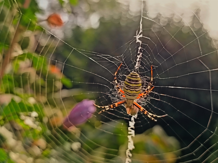 Argiope bruennichi - darázspók